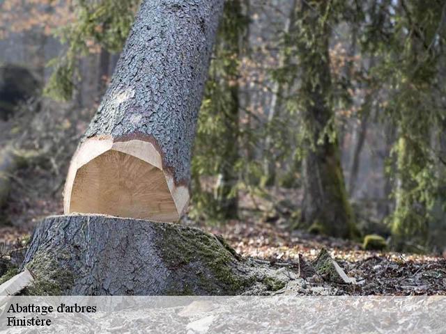Abattage d'arbres Finistère 