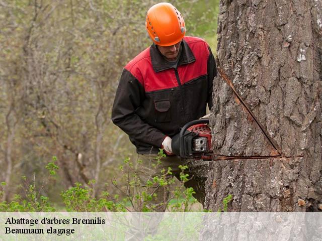 Abattage d'arbres  brennilis-29690 Beaumann elagage